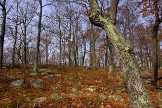 Illustration for article titled Shooting Challenge Fall Leaves Gallery 4